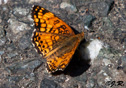 Phyciodes mylitta